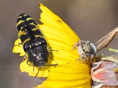 Acmaeodera macra