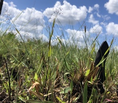 Dichanthelium ensifolium