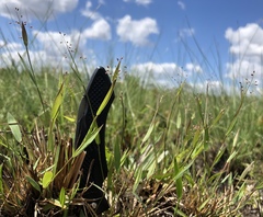 Dichanthelium ensifolium