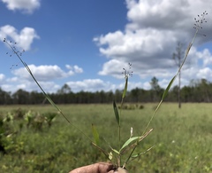 Dichanthelium ensifolium