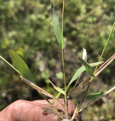 Dichanthelium ensifolium