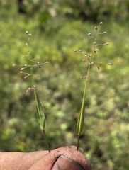 Dichanthelium ensifolium