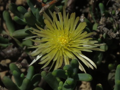 Mesembryanthemum splendens splendens