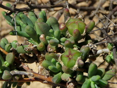 Mesembryanthemum splendens splendens