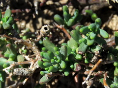 Mesembryanthemum splendens splendens