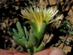 Mesembryanthemum splendens splendens