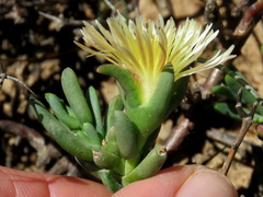 Mesembryanthemum splendens splendens