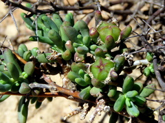 Mesembryanthemum splendens splendens