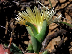 Mesembryanthemum splendens splendens