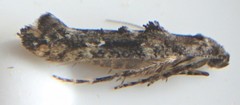 Epermenia albapunctella