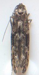 Epermenia albapunctella