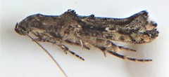 Epermenia albapunctella
