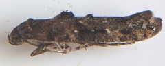 Epermenia albapunctella