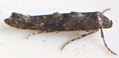 Epermenia albapunctella