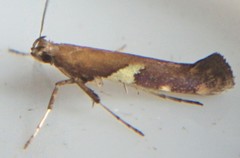 Caloptilia umbratella
