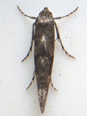 Epermenia albapunctella