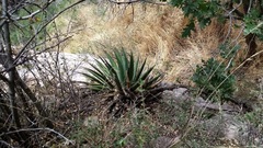 Agave utahensis kaibabensis