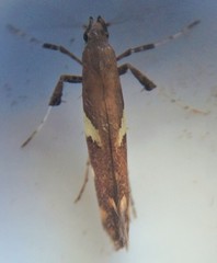 Caloptilia umbratella