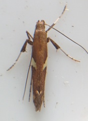 Caloptilia umbratella