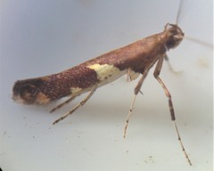 Caloptilia umbratella