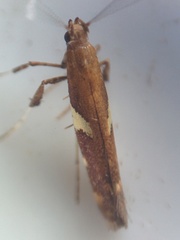 Caloptilia umbratella