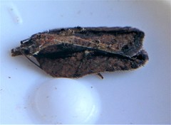 Acleris youngana