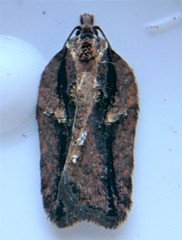 Acleris youngana