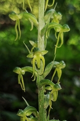 Habenaria furcifera