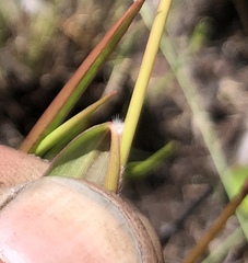 Dichanthelium longiligulatum