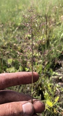 Dichanthelium longiligulatum