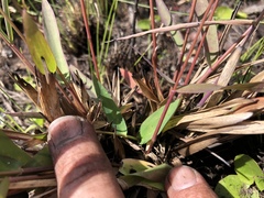 Dichanthelium longiligulatum