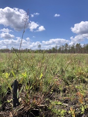 Dichanthelium longiligulatum