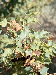 Berberis higginsiae