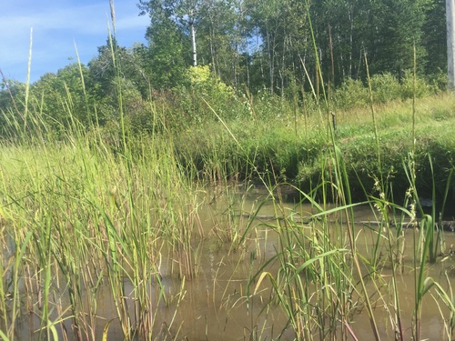 Wild Rice