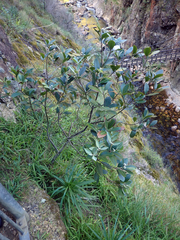 Pittosporum huttonianum