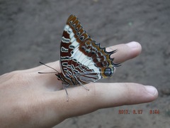 Charaxes brutus
