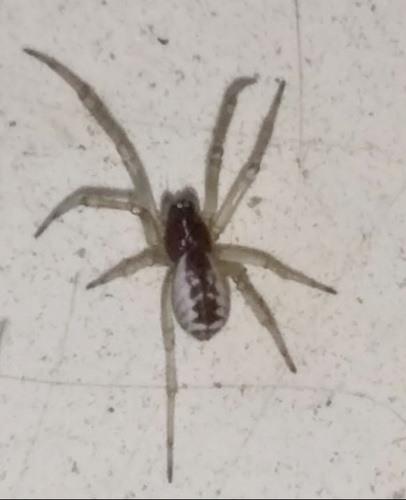 Dubbelhangmatspin, 26045 Solarolo Monasterolo CR, Italia, photo 8 of 10