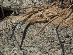 Trachylepis depressa