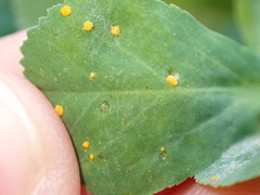 Melampsora helioscopiae