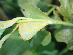 Melampsora helioscopiae