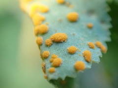 Melampsora helioscopiae