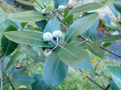Pittosporum huttonianum