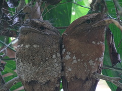 Batrachostomus moniliger