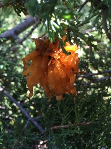 photo of Juniper-apple Rust (Gymnosporangium juniperi-virginianae)