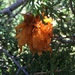 photo of Juniper-apple Rust (Gymnosporangium juniperi-virginianae)