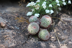 Mammillaria jaliscana jaliscana