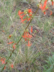 Ipomopsis aggregata formosissima