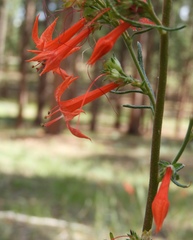 Ipomopsis aggregata formosissima
