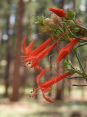 Ipomopsis aggregata formosissima