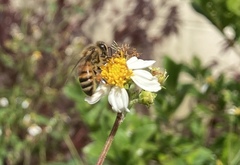 Apis mellifera image